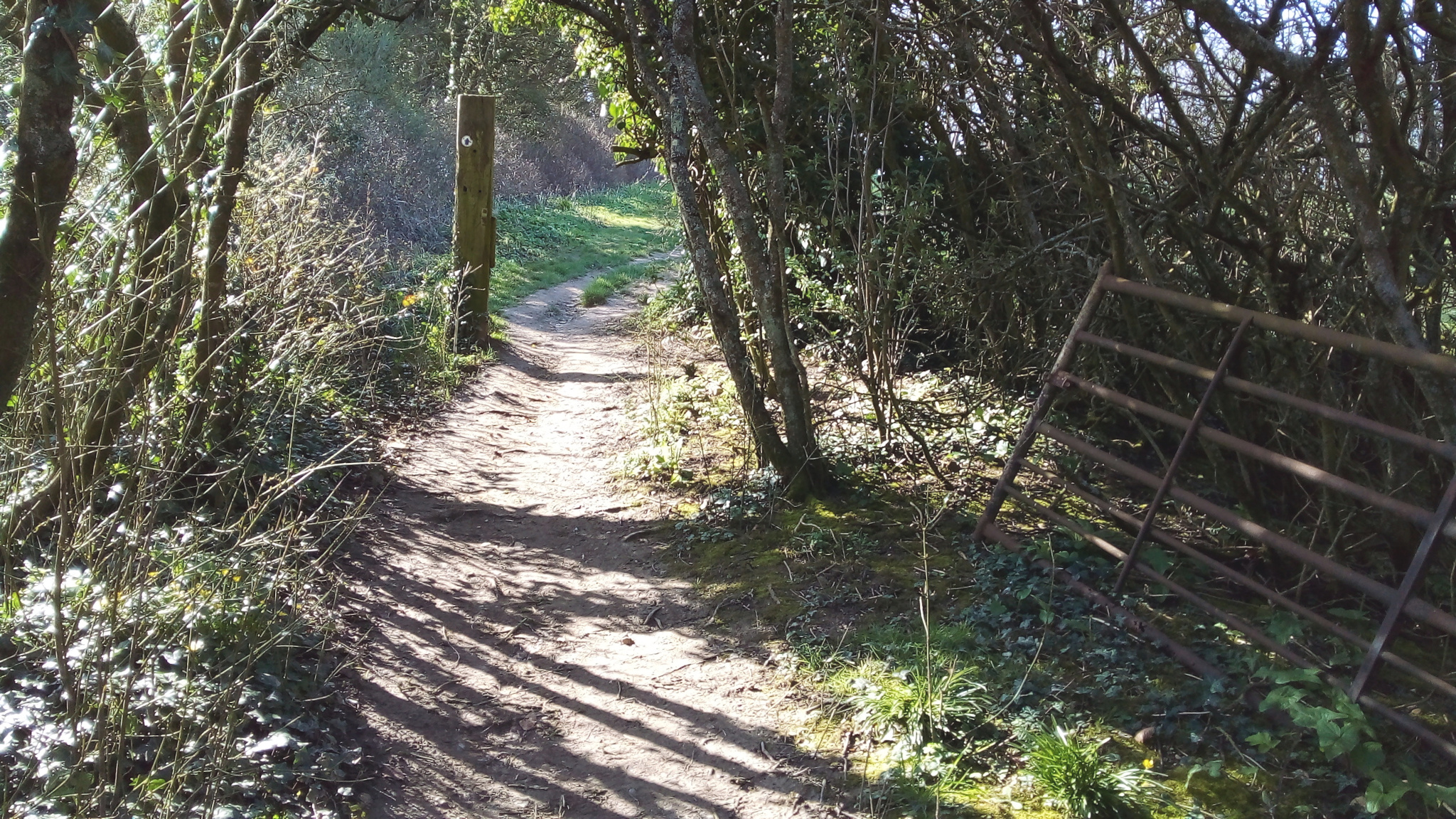 Path through a small wood near Max Gate Roundabout.