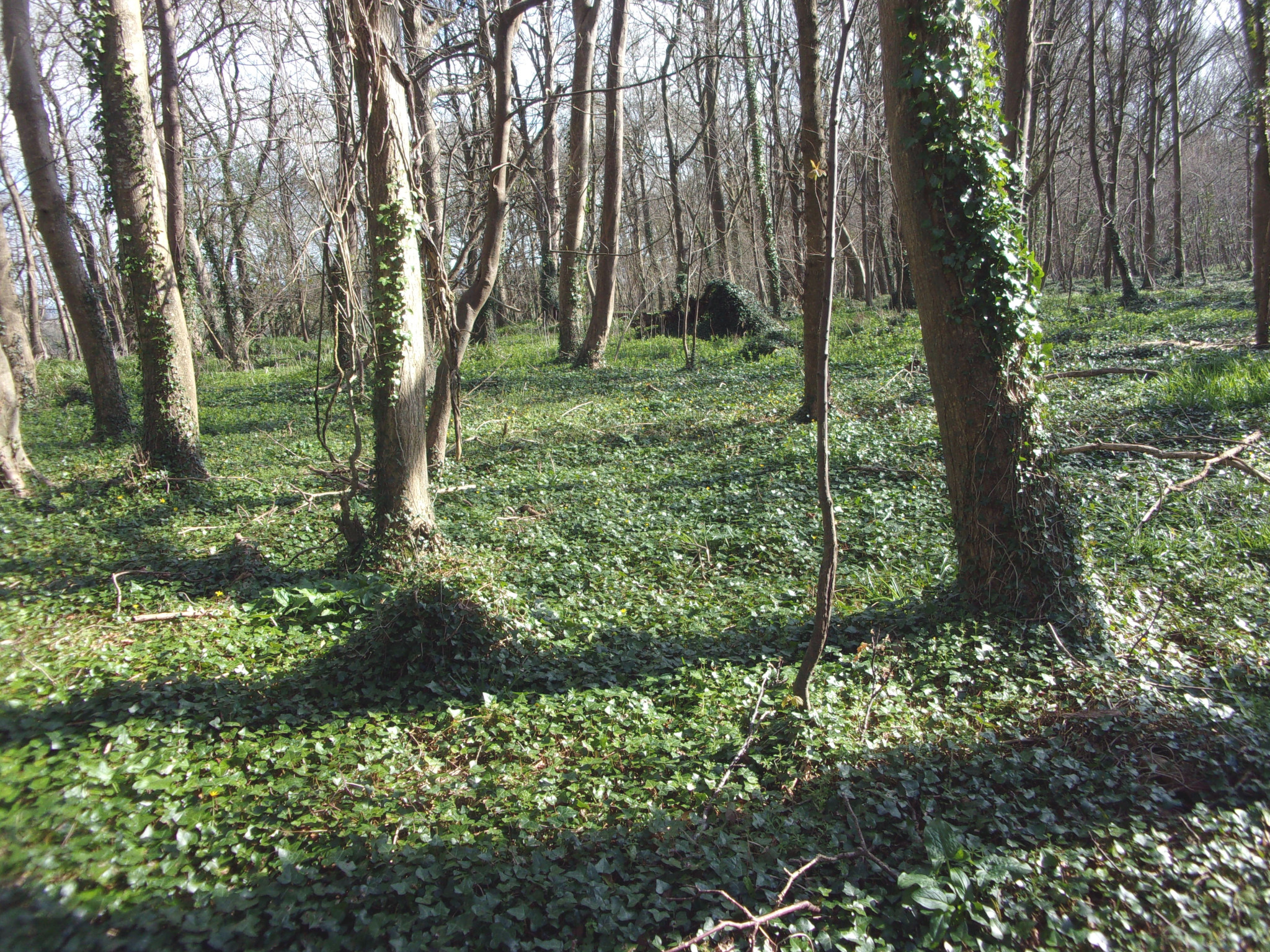 Forest between Dorchester and Winterborne Came.