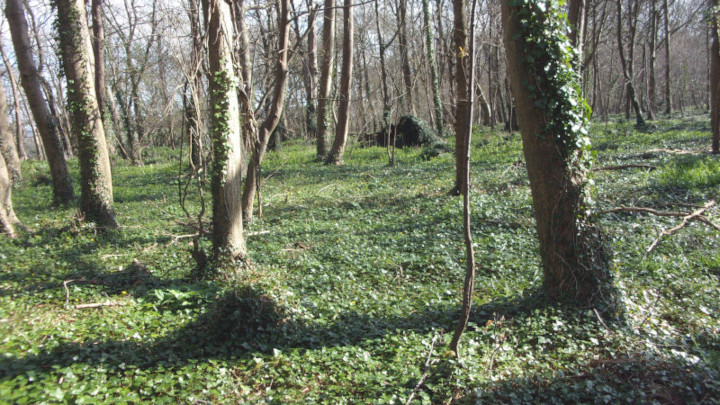 Forest between Dorchester and Winterborne Came.