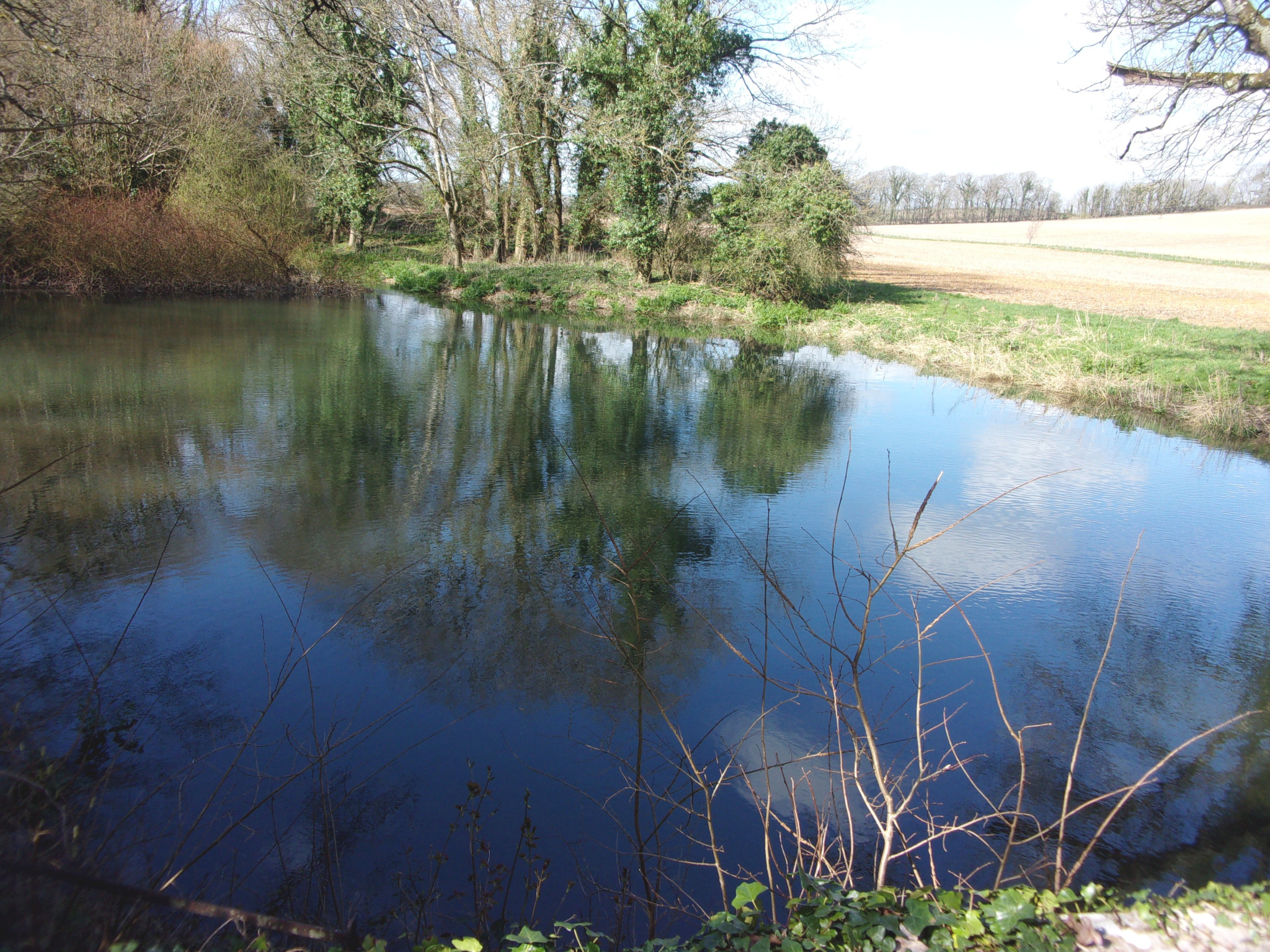 Pond in Winterborne Came.