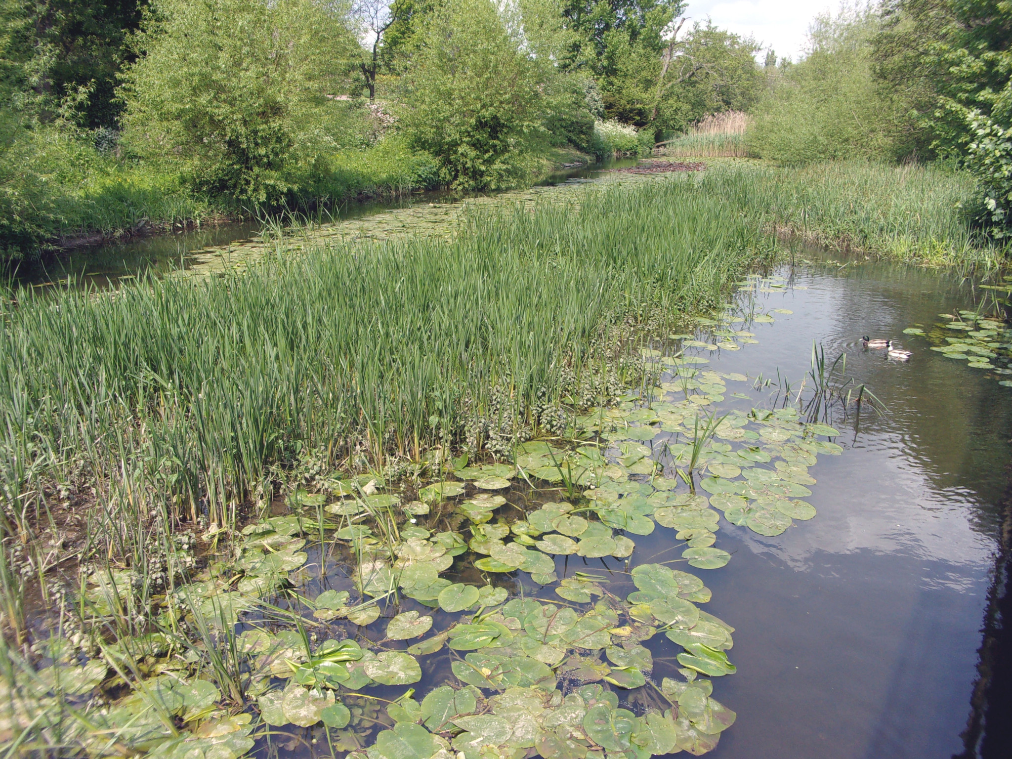 The millpond.