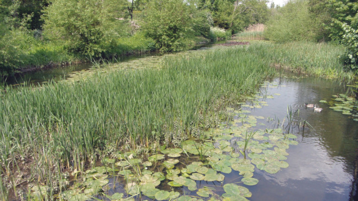 The millpond.