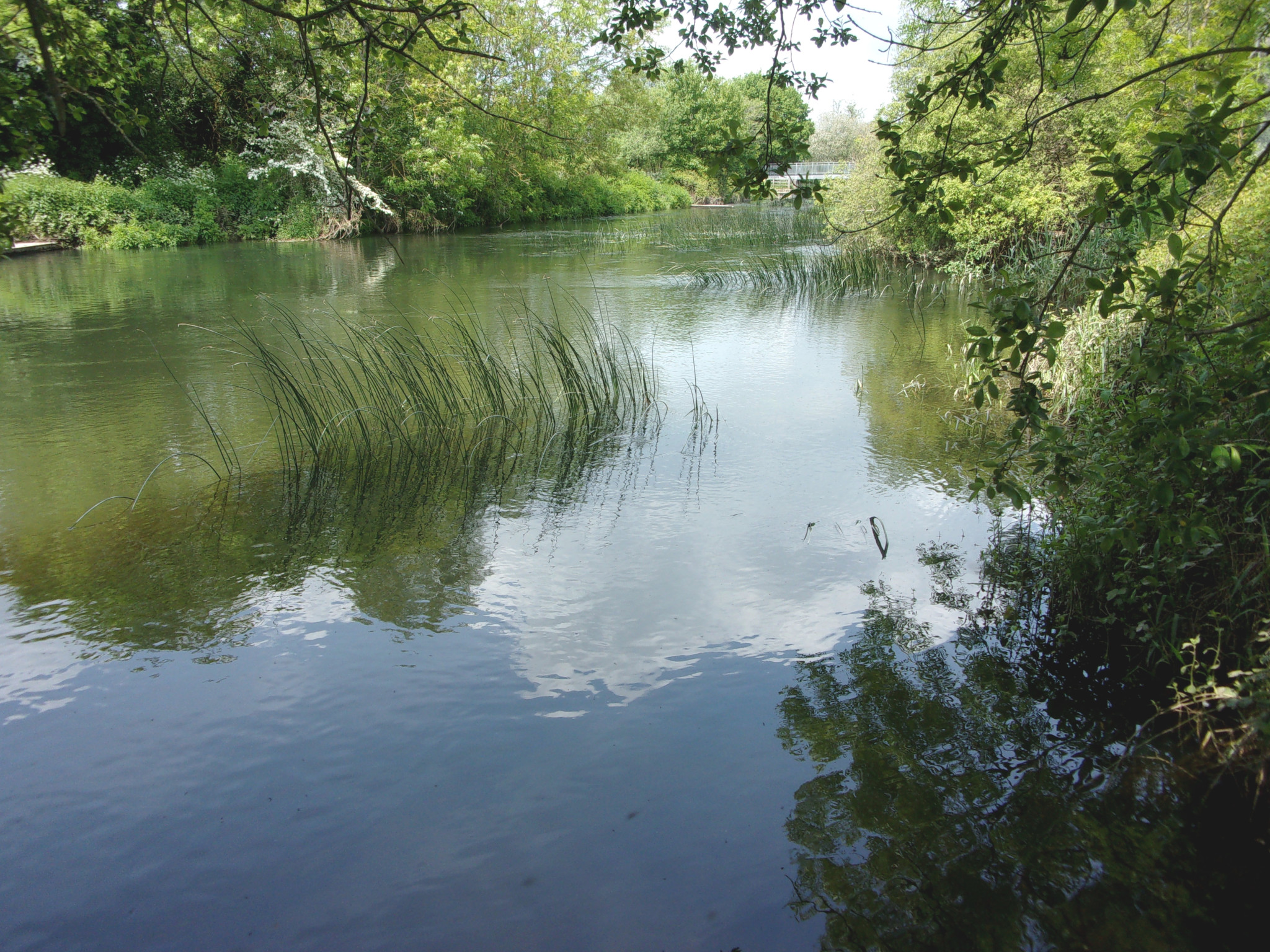 Left bank of the Stour between Throop and Hurn.