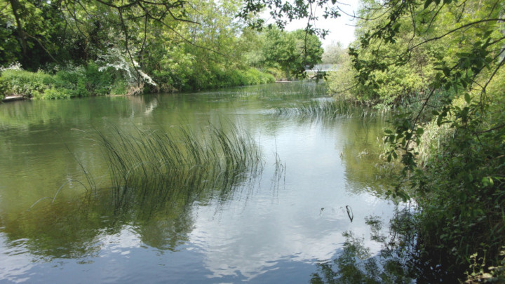 Left bank of the Stour between Throop and Hurn.