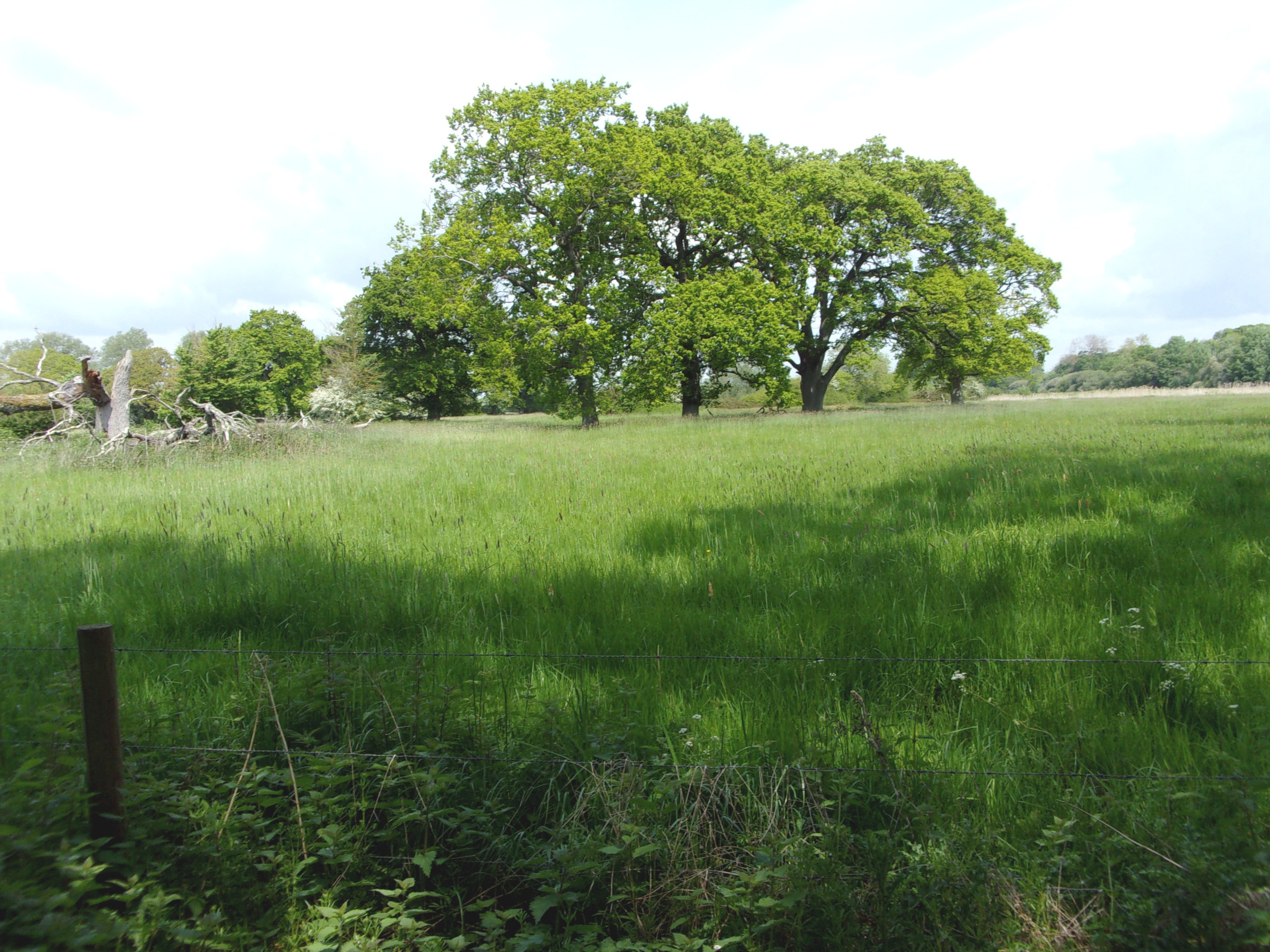 Field near Hurn.
