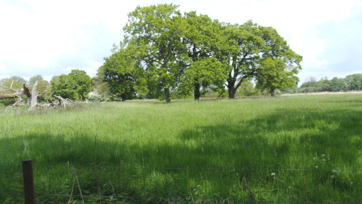 Field near Hurn.