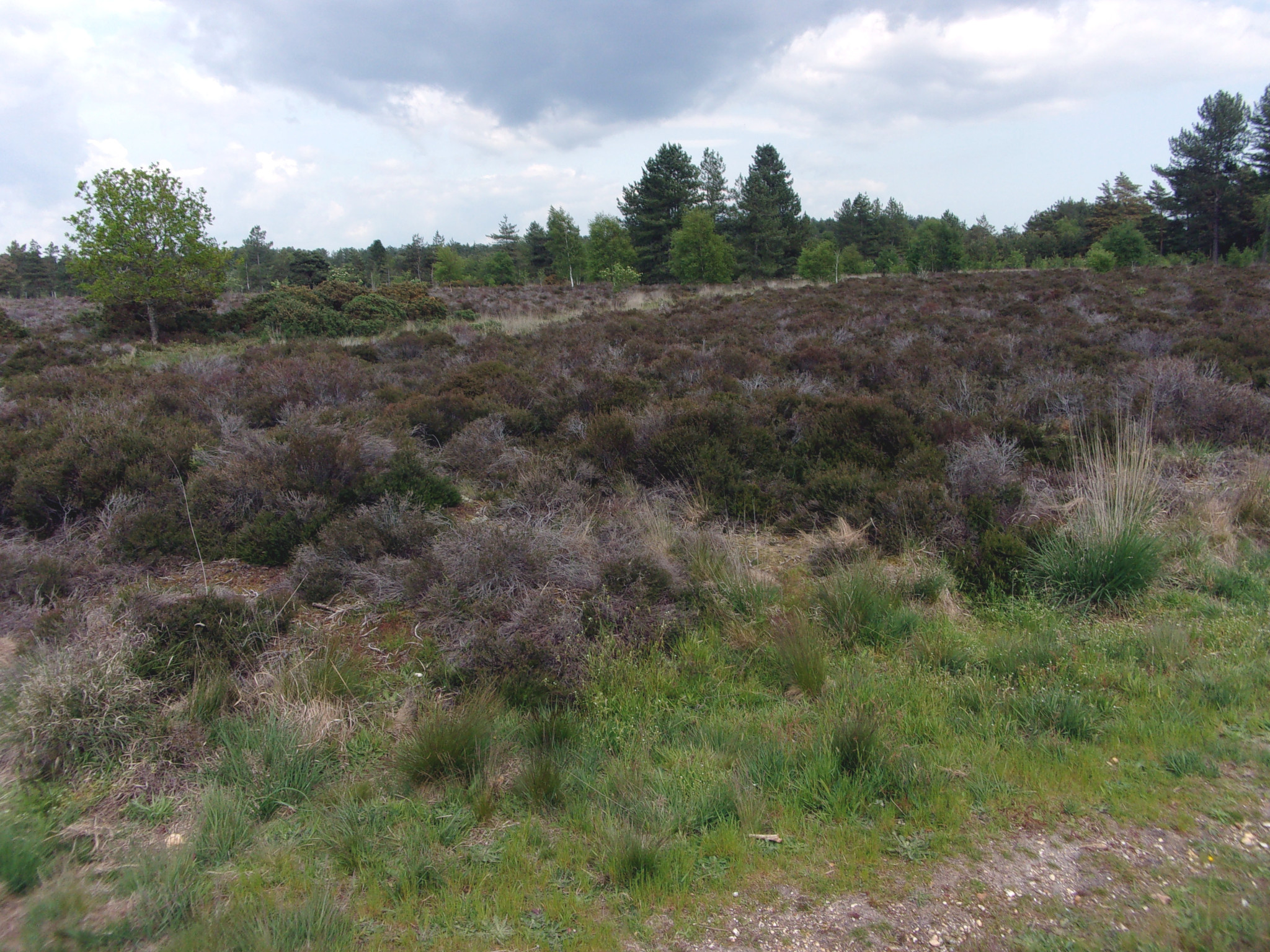 Heath at Hurn Forest.