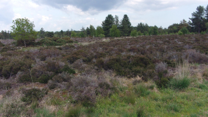 Heath at Hurn Forest.