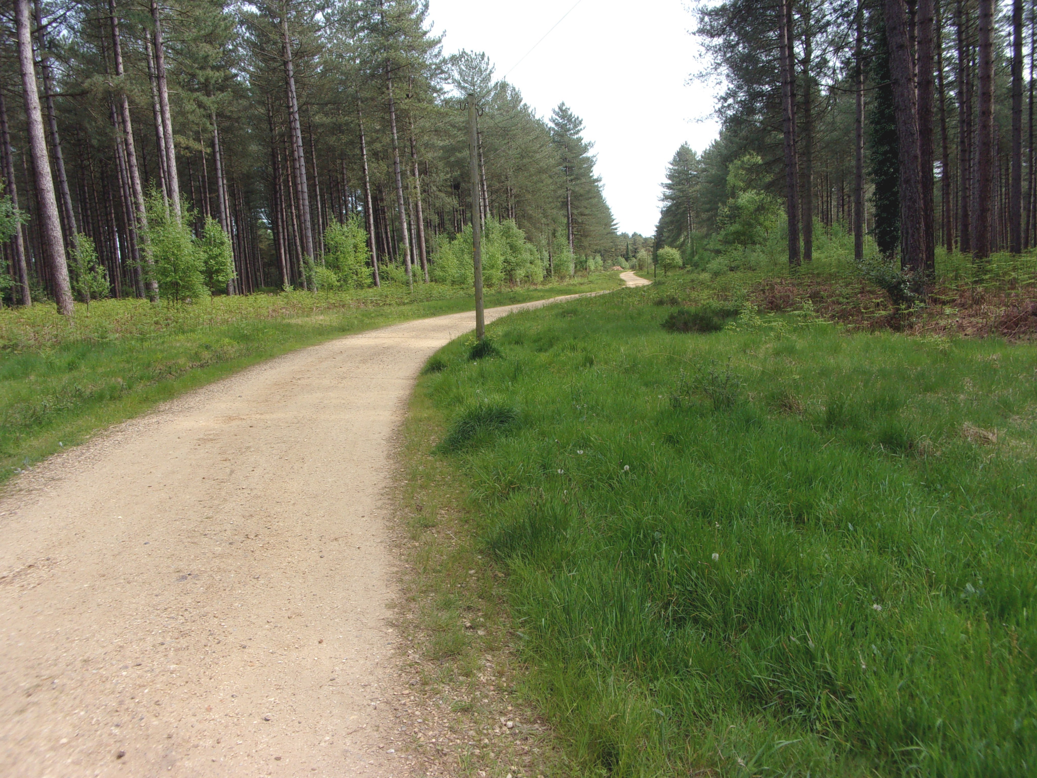 Hurn Forest.