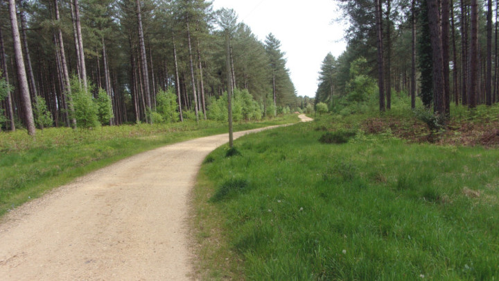 Hurn Forest.