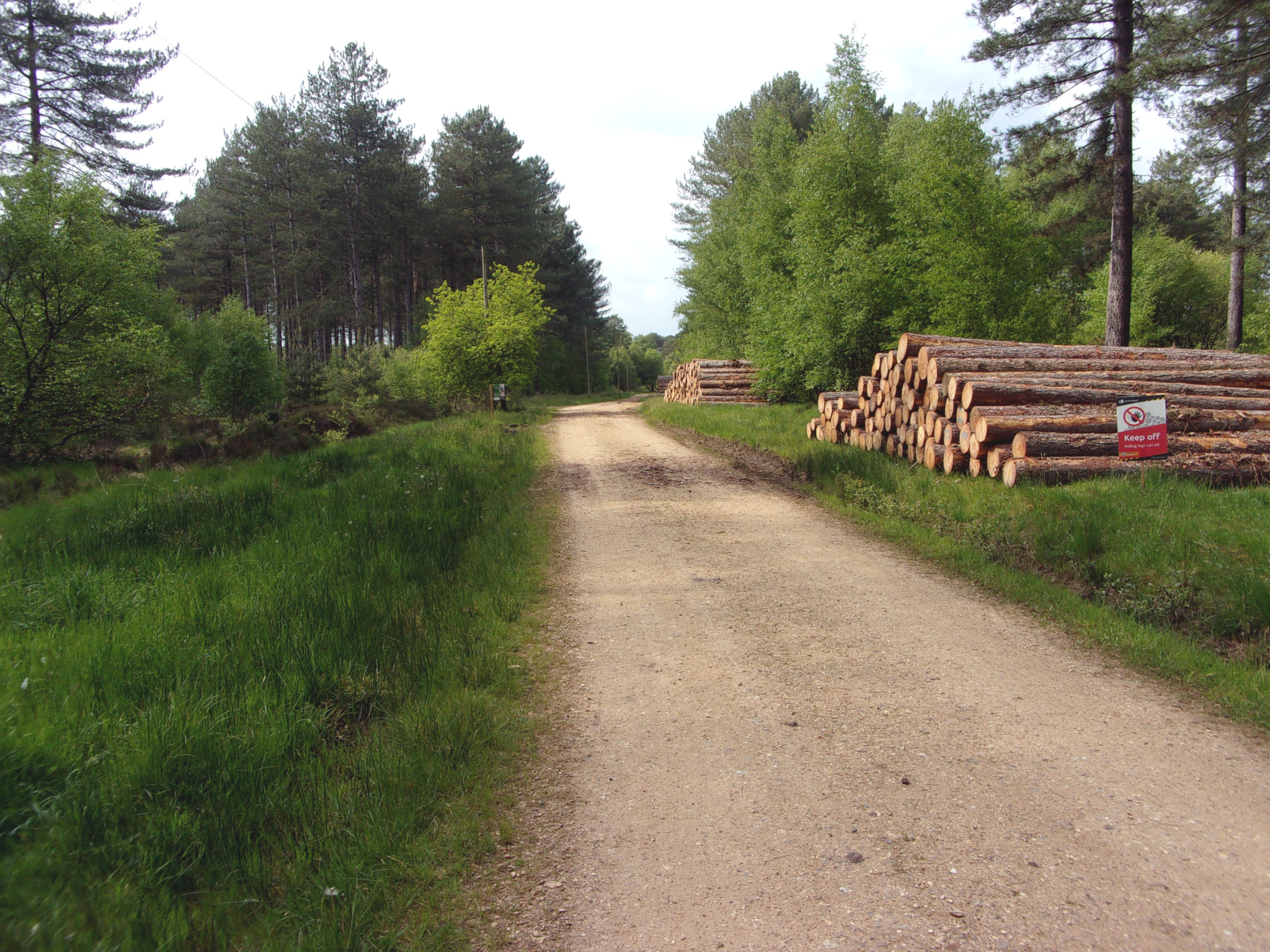 Hurn Forest.