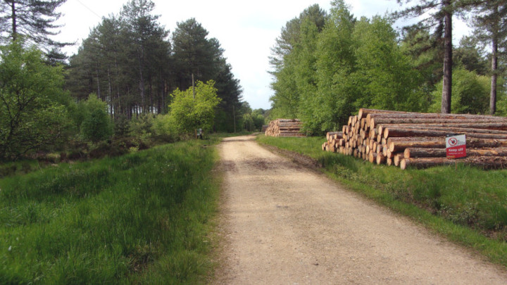 Hurn Forest.