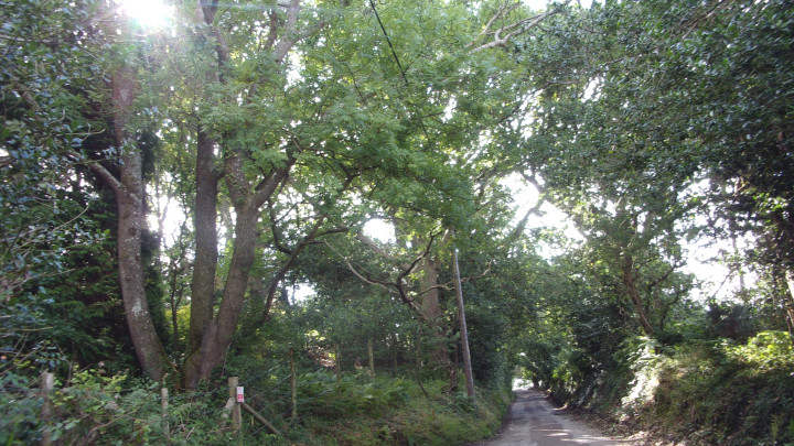 The Purbeck Way in Ridge.