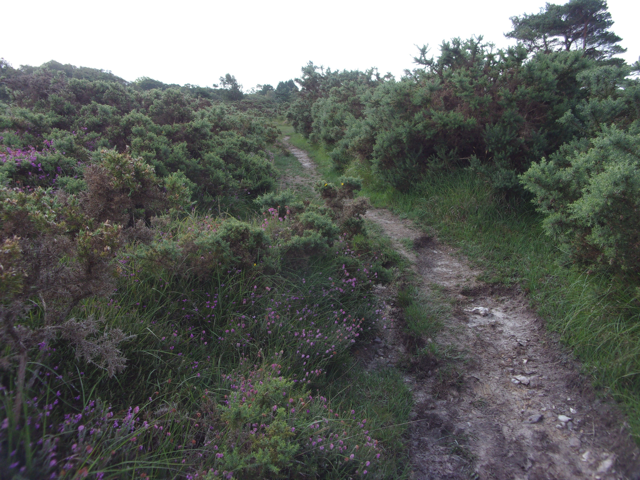 Stoborough Heath.