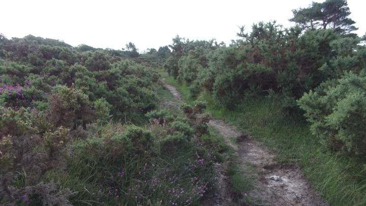Stoborough Heath.