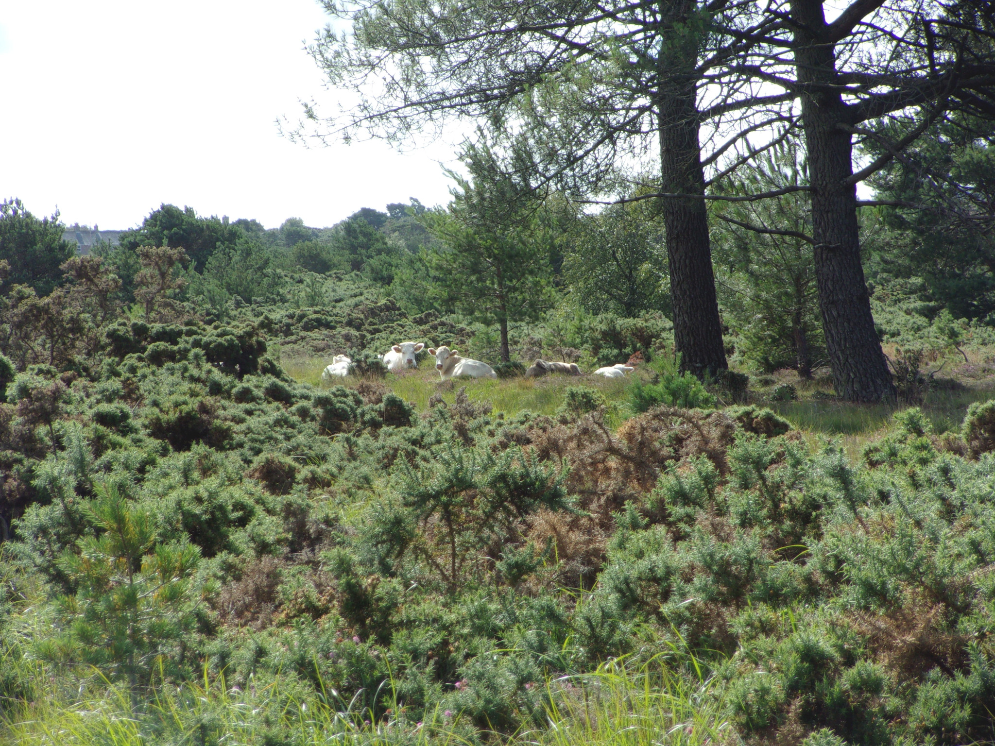 Cows at Stoborough Heath.
