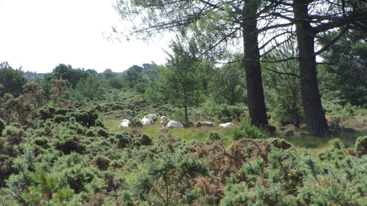 Cows at Stoborough Heath.