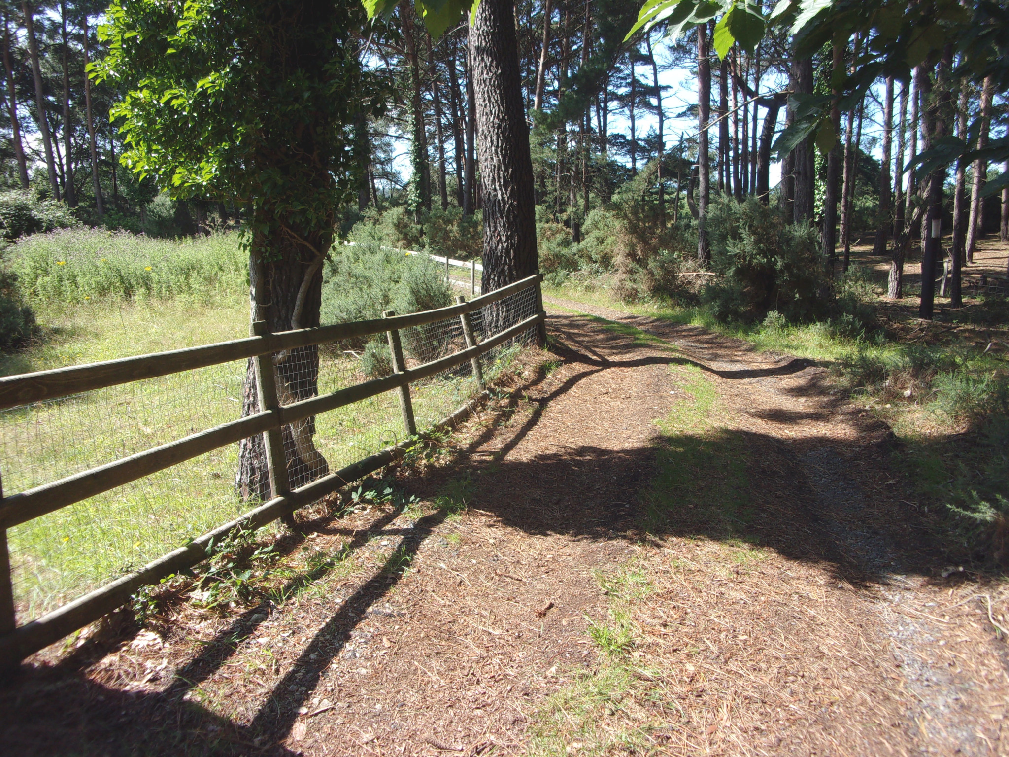 Forest near Creech Heath.
