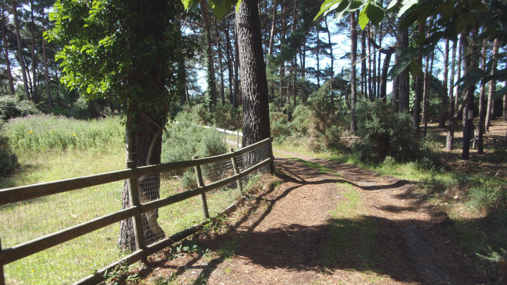 Forest near Creech Heath.