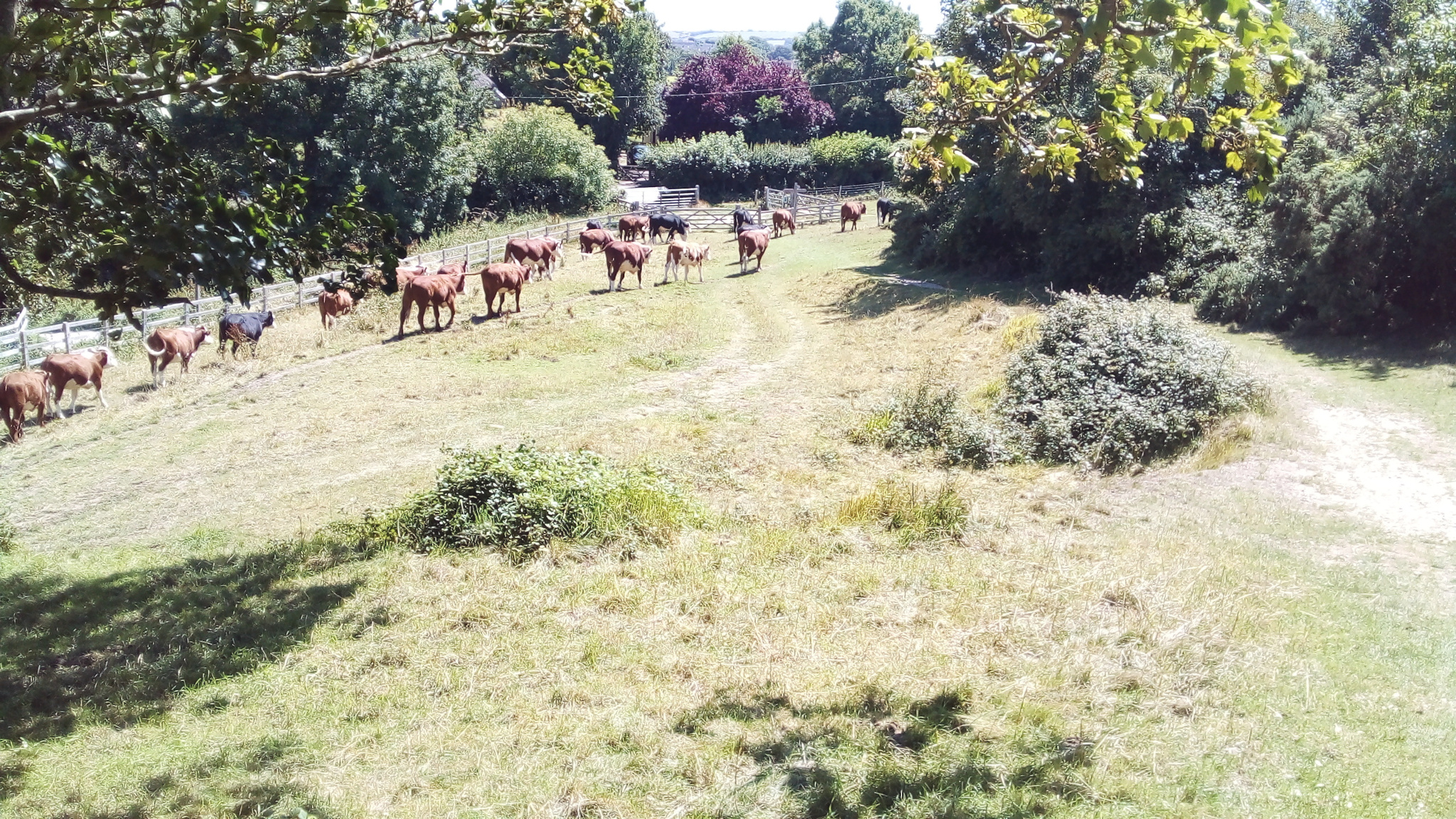 At a pasture near Corfe Castle.