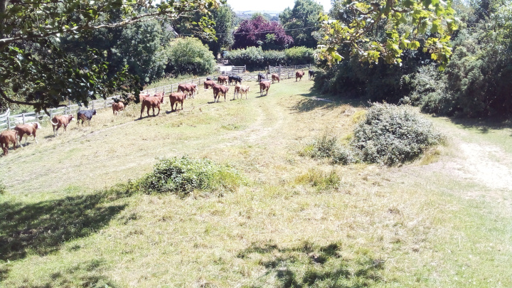 At a pasture near Corfe Castle.