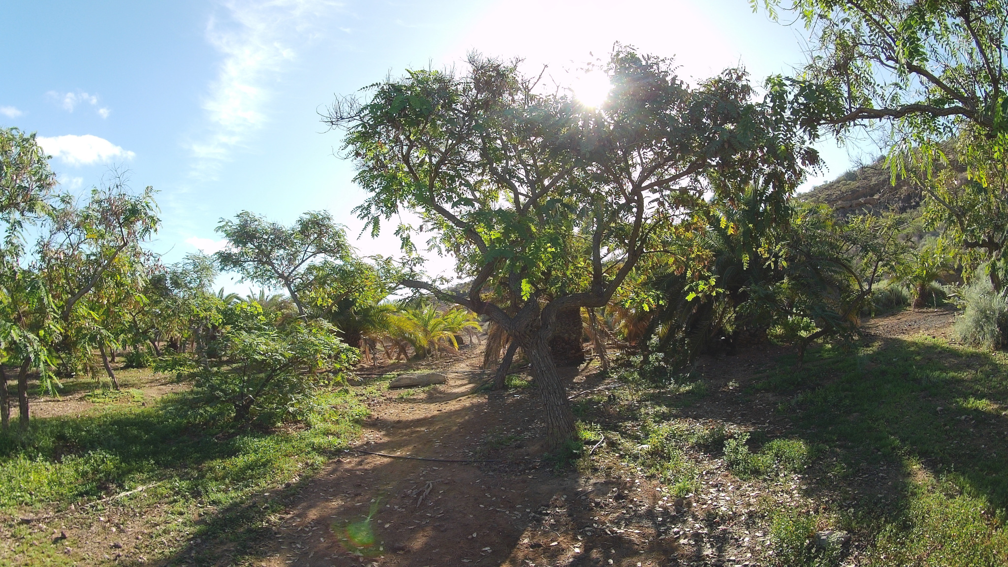 Vegetation at the foot of the mountain.