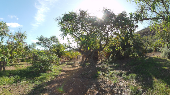 Vegetation at the foot of the mountain.