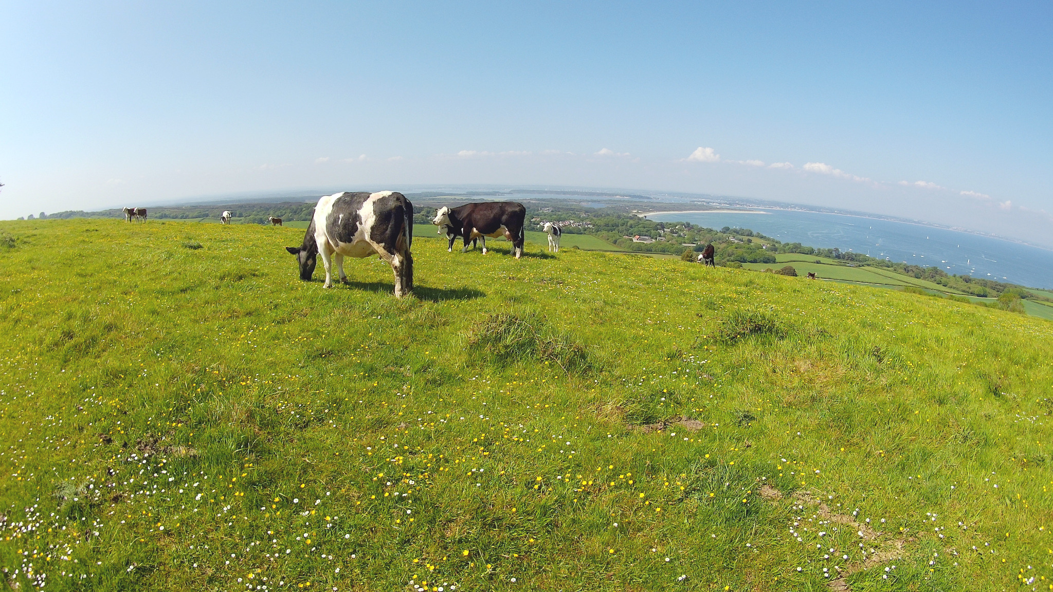 Happy cows at Ballard Down.