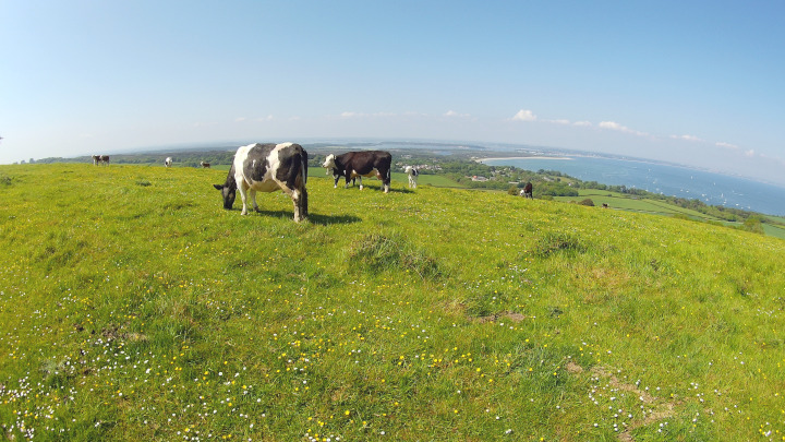 Happy cows at Ballard Down.