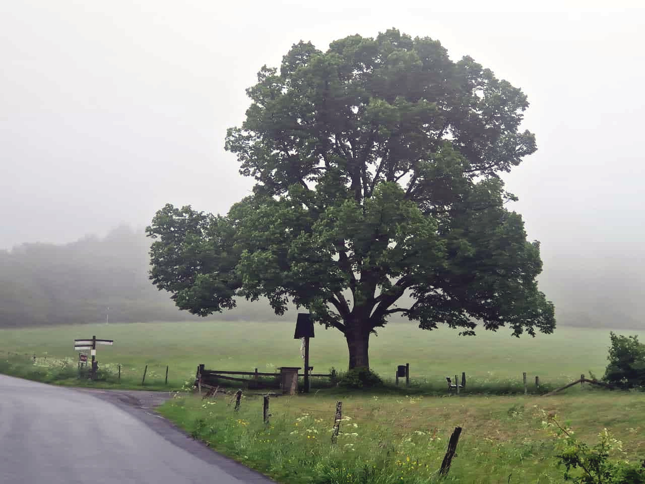 The old lime tree on the Aberg …
