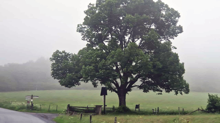 The old tree on the Aberg …