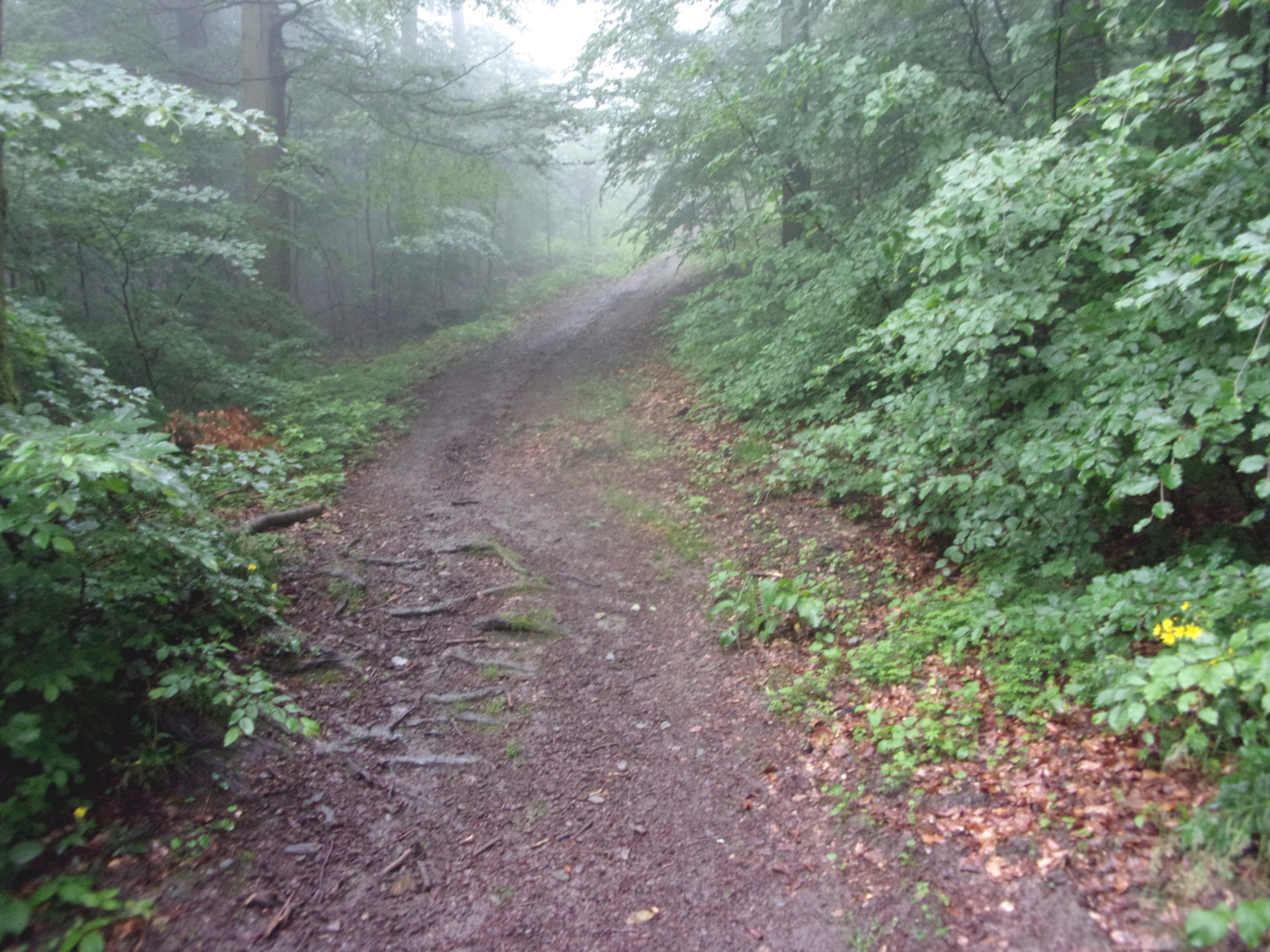 It’s possible to slightly shortcut the route to the mountaintop by walking up this steep path, where there’s a pond halfway along.
