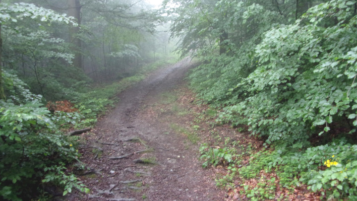 It’s possible to slightly shortcut the route to the mountaintop by walking up this steep path, where there’s a pond halfway along.