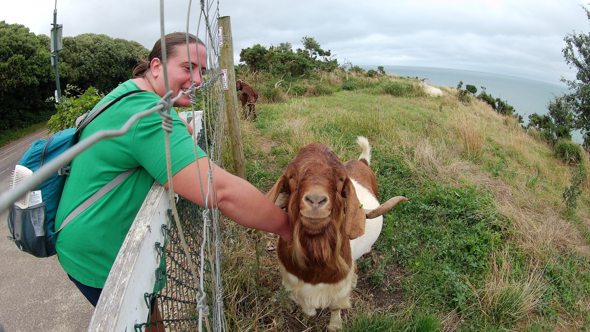 Meeting the friendly Bournemouth Goats.