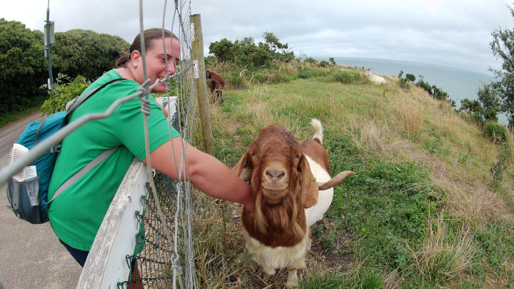 Meeting the friendly Bournemouth Goats.
