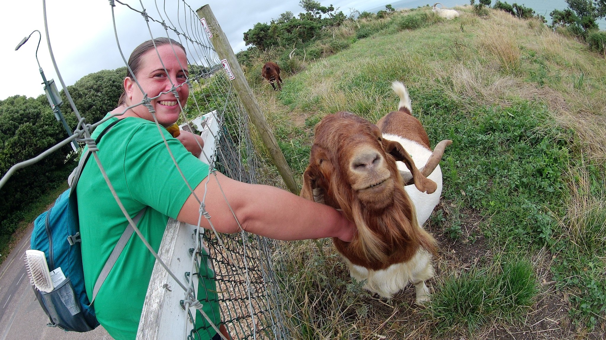 Meeting the friendly Bournemouth Goats.