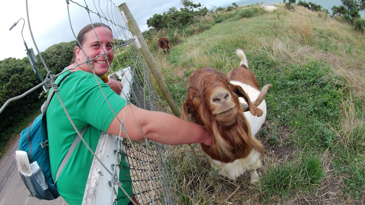 Meeting the friendly Bournemouth Goats.