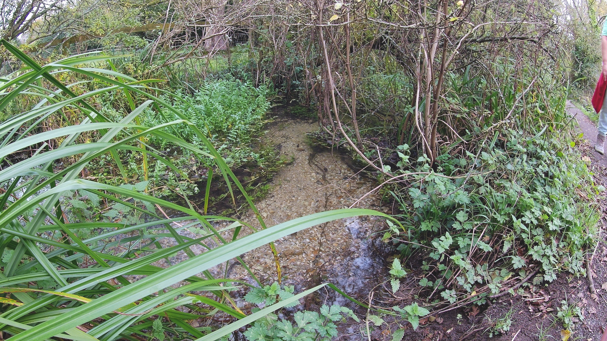 The River Frome splits into several channels diverted from it in this area