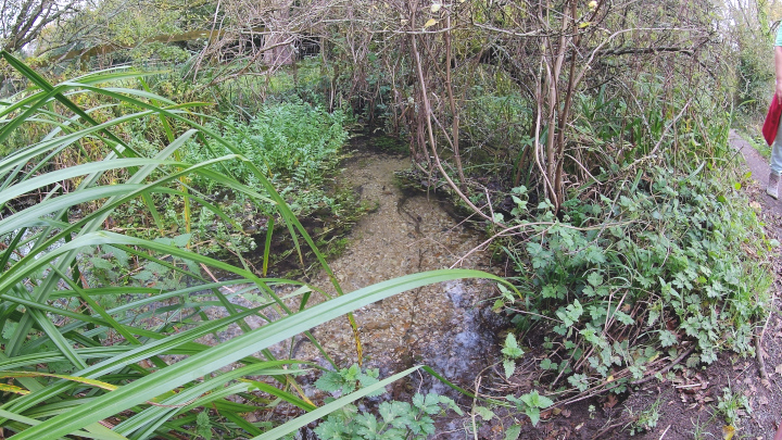 The River Frome splits into several channels diverted from it in this area