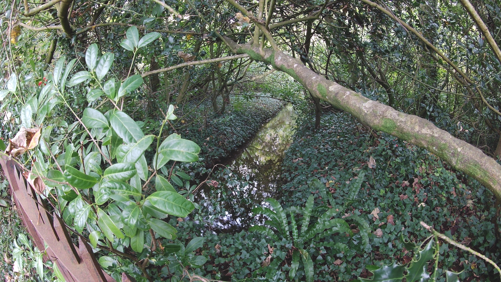 The River Frome splits into several channels diverted from it in this area