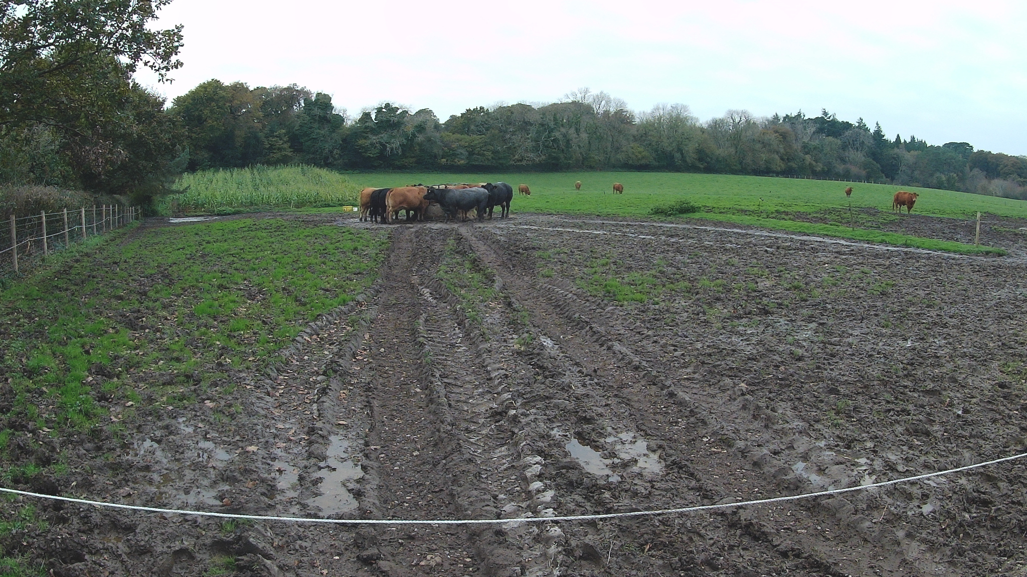 Feeding time for the cows at Pine Lodge Farm
