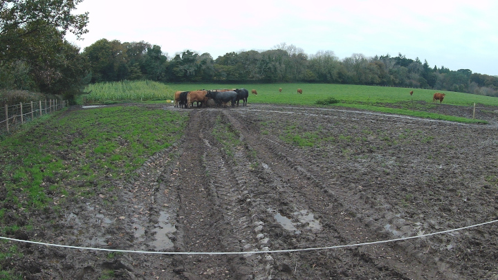 Feeding time for the cows at Pine Lodge Farm