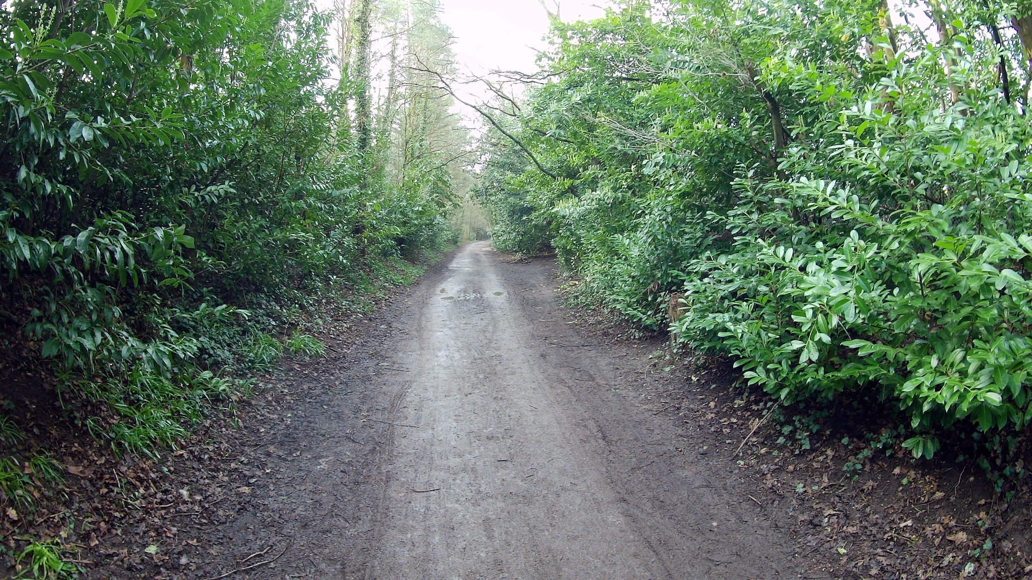 The Castleman Trialway near Broadstone Roundabout