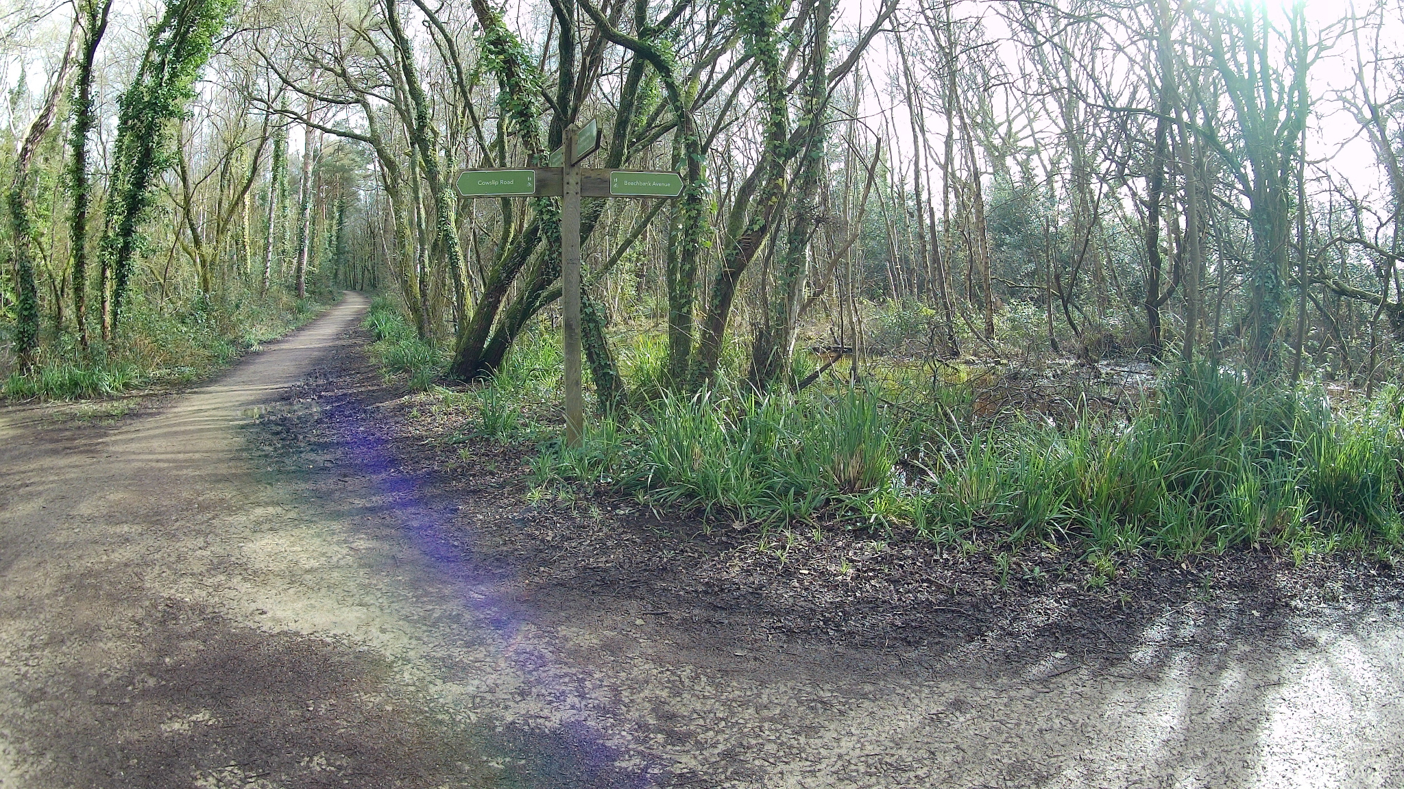 The Castleman Trailway southwest of Broadstone