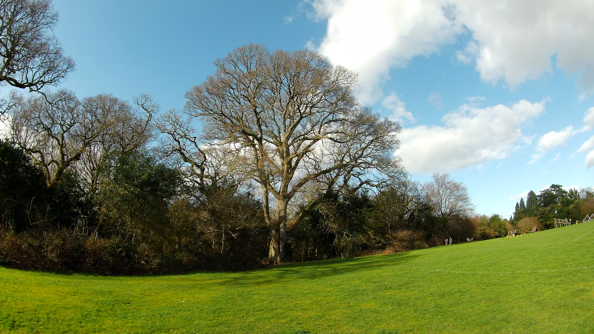 Fenners Oak Tree
