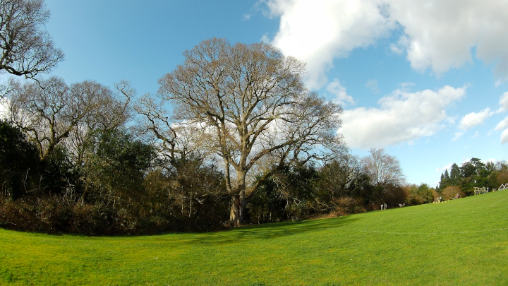 Fenners Oak Tree